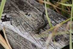 Pseudemoia rawlinsoni