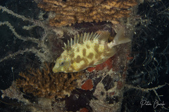 Siganus corallinus