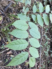 Glochidion acuminatum