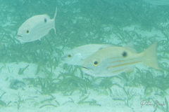 Lutjanus fulviflamma