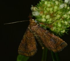 Cecharismena cara