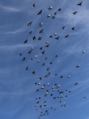 Columba livia domestica