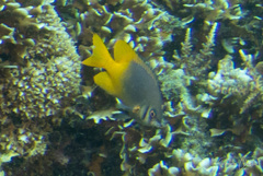 Neoglyphidodon nigroris