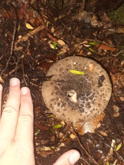 Amanita nothofagi