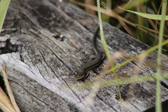 Pseudemoia rawlinsoni