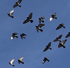 Columba livia domestica