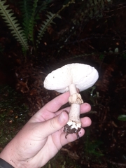 Amanita nothofagi
