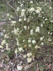 Melaleuca nodosa