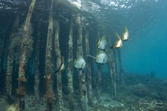 Platax boersii
