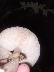 Amanita nothofagi