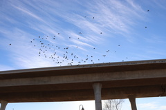 Columba livia domestica