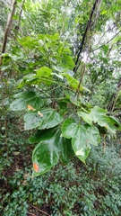 Hernandia nymphaeifolia