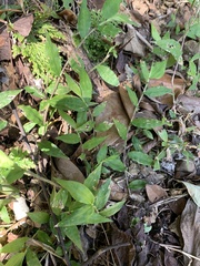 Oplismenus compositus