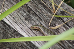 Pseudemoia rawlinsoni