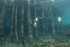 Platax boersii