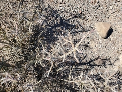 Cylindropuntia ramosissima