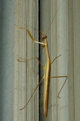 Tenodera australasiae