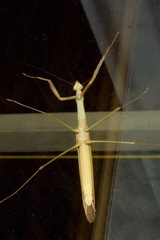 Tenodera australasiae