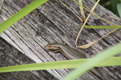 Pseudemoia rawlinsoni