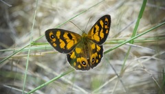 Heteronympha cordace