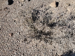 Cylindropuntia ramosissima