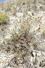 Atraphaxis frutescens