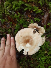 Russula purpureotincta