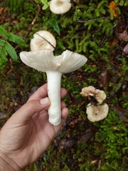 Russula purpureotincta