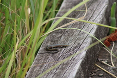 Pseudemoia rawlinsoni