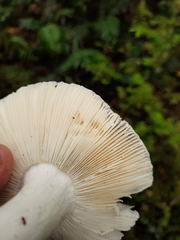 Russula purpureotincta