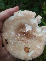 Russula purpureotincta