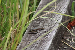 Pseudemoia rawlinsoni