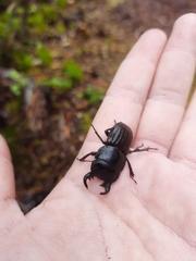 Geodorcus helmsi