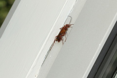 Sphictostethus nitidus