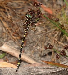 Synthemis eustalacta