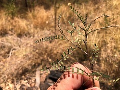 Indigofera brevidens
