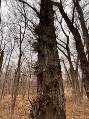 Gleditsia triacanthos