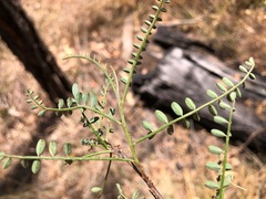 Indigofera brevidens