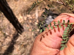 Indigofera brevidens