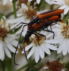 Stenoderus suturalis