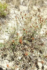 Atraphaxis frutescens