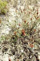 Atraphaxis frutescens