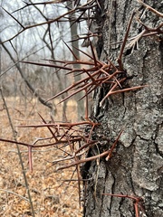 Gleditsia triacanthos