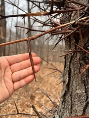 Gleditsia triacanthos