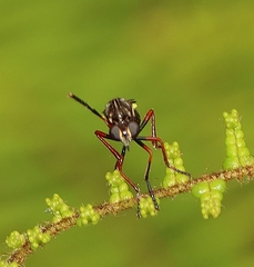 Brachyrhopalinae