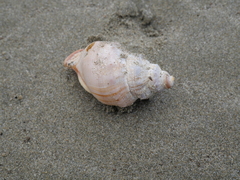 Struthiolaria papulosa