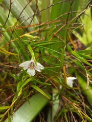 Dendrobium cunninghamii