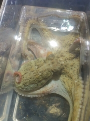 Octopus sinensis