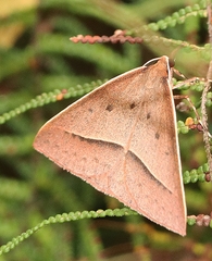 Epidesmia chilonaria