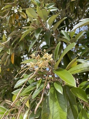 Capparis cynophallophora